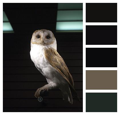 Bird Raptor Barn Owl Image